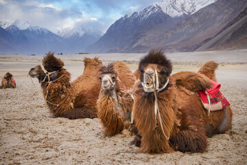 camels in the desert and snow mountain