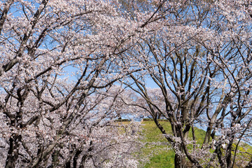 古墳の前に満開の桜／さきたま古墳公園（埼玉県行田市）