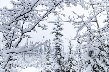 Stunning white wonderland covered boreal forest with spruce, pine trees in winter with snowy snow cover over whole landscape. Frosty trees with white, cloudy sky. 