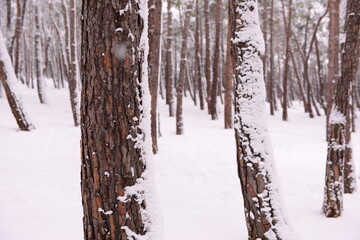 forest view in snowy weather
