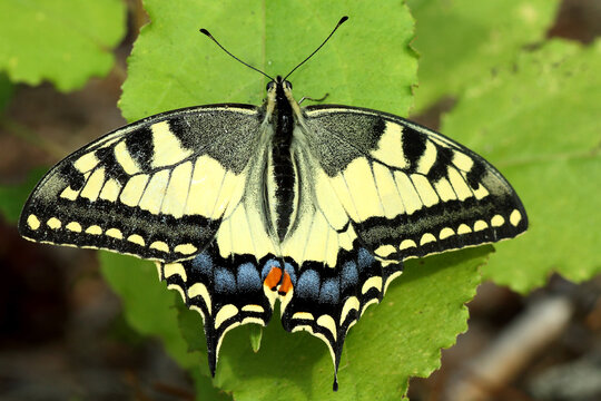The swallowtail butterfly sits on a green leaf. Close-up photo.