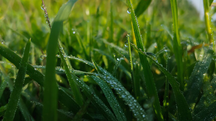 dewdrops on grass