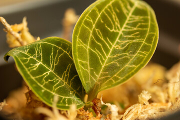 Macro abstract view of a newly rooting young Jewel Orchid (Macodes petola) plant cutting, in...