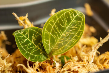 Macro abstract view of a newly rooting young Jewel Orchid (Macodes petola) plant cutting, in sphagnum moss. Its leaves have iridescent golden veins resembling lightning.