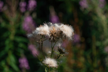 Overblown thistles with white fluffy seeds. Against a dark purple background