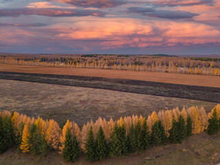 view of the field behind a strip of forest against the background of a colorful sky in an autumn evening