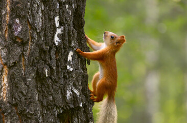 Little squirrel in the tree