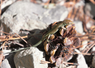 Lizard on a pine cone
