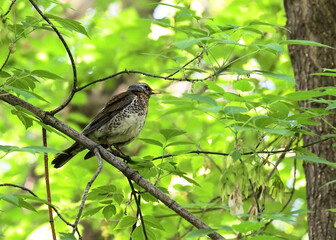 Siberian Blackbird on a branch