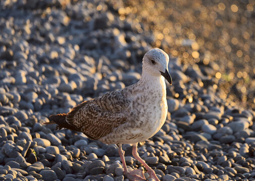 Seagull on the beach closeup