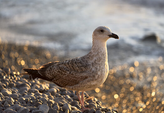 Seagull on the beach closeup