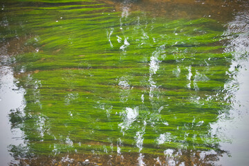 algae in a beautifully clear river