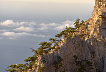 Mountain pines grow on steep cliffs high above floating white clouds in the pink morning light