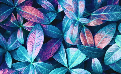Fototapeta na wymiar Natural macro texture of beautiful leaves toned in blue and purple pink tones. Flat lay.