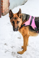 young beautiful german shepherd dog in a pink vest with a smart sad look stands in the snow in winter