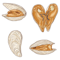 Vector Set of Cartoon White Mussels.