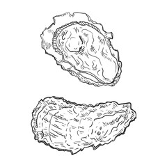 Vector Set of Sketch Oyster Illustrations
