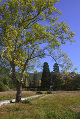 Trees with autumn foliage in the Park against the blue clear sky