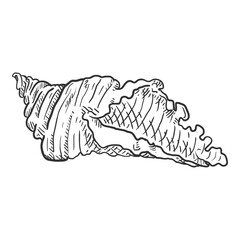 Vector Single Sketch Seashell Illustration