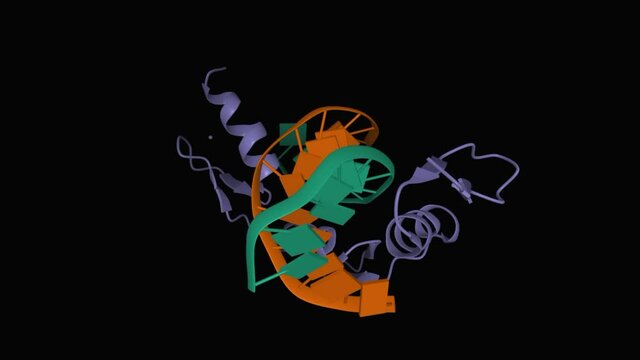ZIF268 zinc finger-DNA complex, animated 3D cartoon model, black background