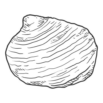 Vector Single Sketch Seashell Illustration