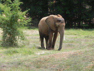 Fototapeta na wymiar elephant eating