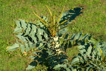 Green spiky leaves of mahonia media Charity. Thorny bush of Oregon grape Charity before flowering against blurred background of green grass. Selective focus. Close-up.
