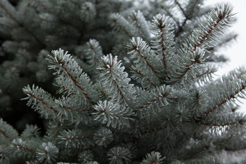 Pine or spruce branches covered with rime inium. Blurred background.