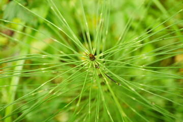 Abstract macro photography from top view plant in forest