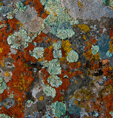 Autumn lichen on the rock