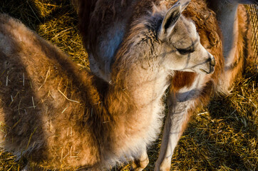 Adult llama in a zoo behind bars at winter time. © KAL'VAN