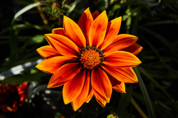 Orange blooming gazania in the garden macro close up