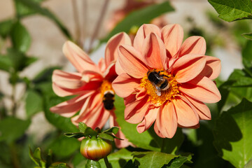 Orange blooming dahlias in summer in the garden macro close up with bees on the flowers