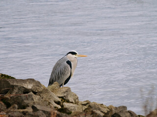 great blue heron on the beach
