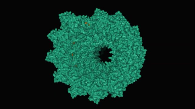 Structure of the helical Measles virus nucleocapsid, animated 3D surface model, black background