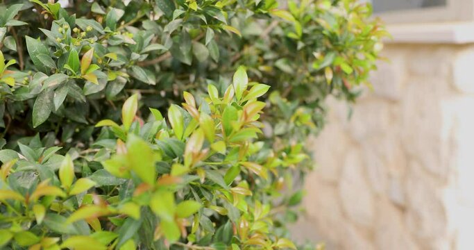 Moving to the close-up of young green syzygium leaves with defocused peoples at background