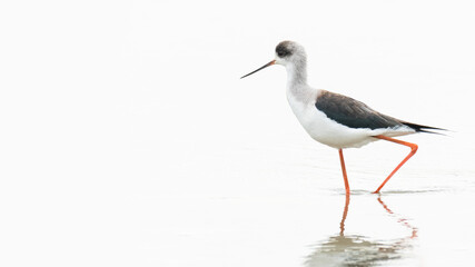 Black-winged Stilt wading in shallow water with white background