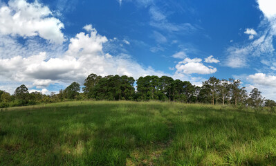 Fototapeta premium Beautiful panoramic view of a park with green grass and tall trees and deep blue sky with light clouds in the background, Heritage park, Castle Hill, Sydney, New South Wales, Australia 