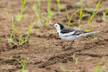 White Wagtail standing on river bank ground surrounding by grasses