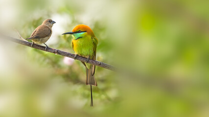 Green bee-eater and juvenile Scaly-breasted Munia perching on tree branch