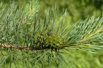 Fototapeta premium Young green pine cone on a branch.