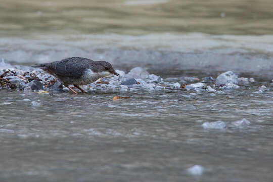 White-throated dipper in the Ges&auml;use National Park in Austria