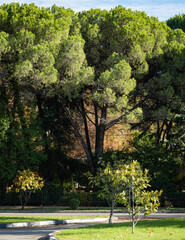 Cedar (Pinus pinea), Italian cedar, umbrella pine and umbrella pine in landscape park in city of...