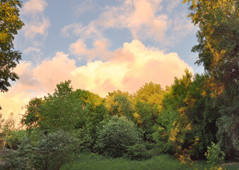 Golden clouds over the trees