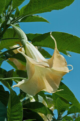 angel's trumpet, brugmansia arborea