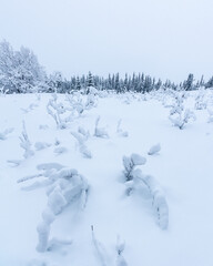 Fototapeta na wymiar White snowy snow covered boreal forest in northern Canada, Yukon Territory during the winter months of cold, frost and beautiful white covered landscape. 