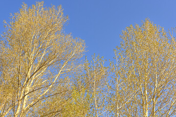 Branches against the blue sky