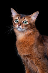 Pedigree orange Somali cat photographed indoors in studio on black background. - 401494036