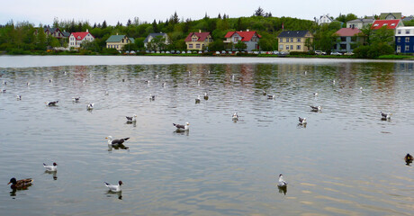 Tjornin Pond is  small prominent lake with ducks in central Reykjavik capital of Iceland. Peaceful natural landscape.