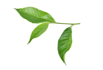 Fototapeta premium Green tea leaf isolated on white background